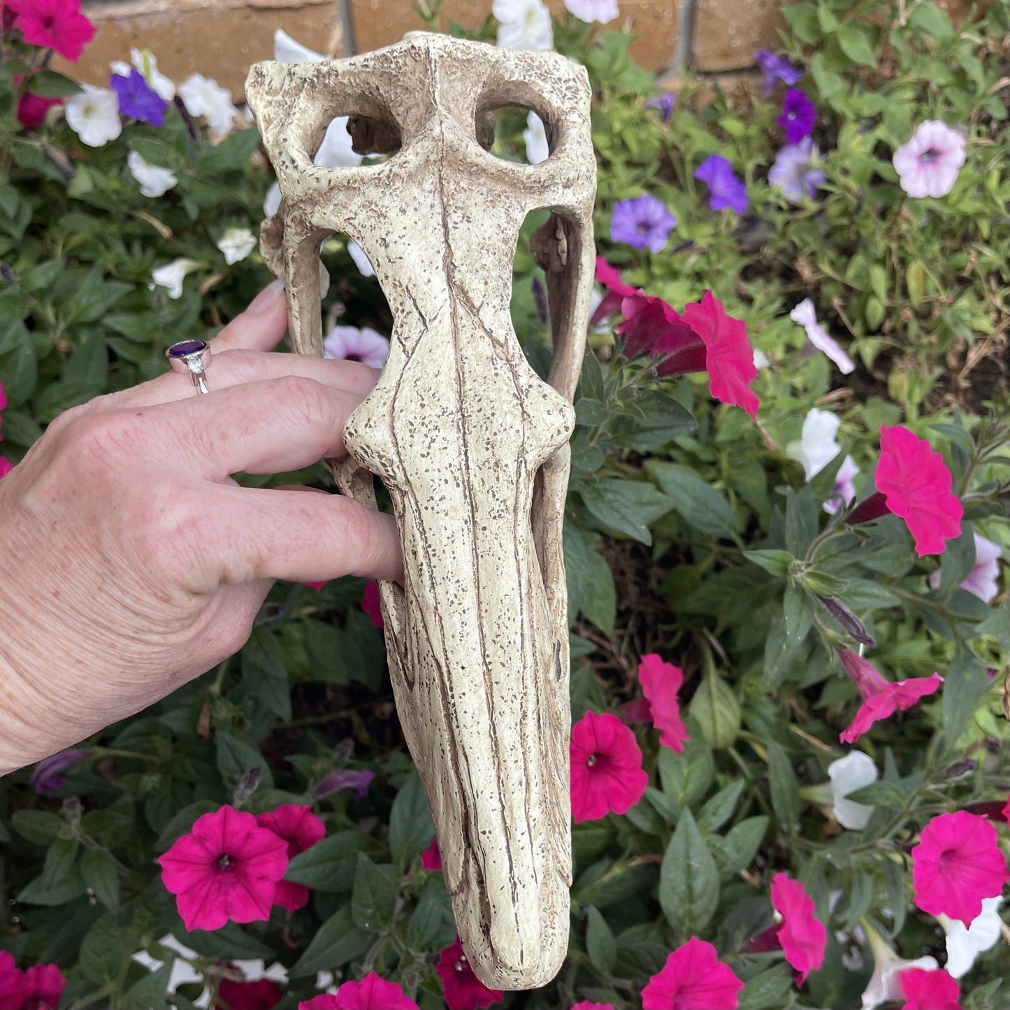 Komodo Resin Ornament Raptor Skull Resin Ornament - Large
