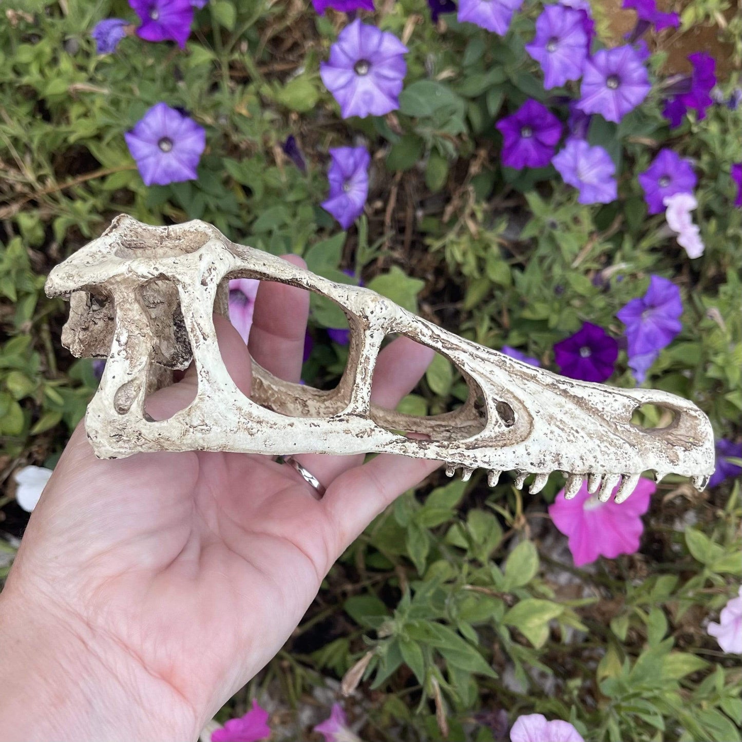 Komodo Resin Ornament Raptor Skull Resin Ornament - Small