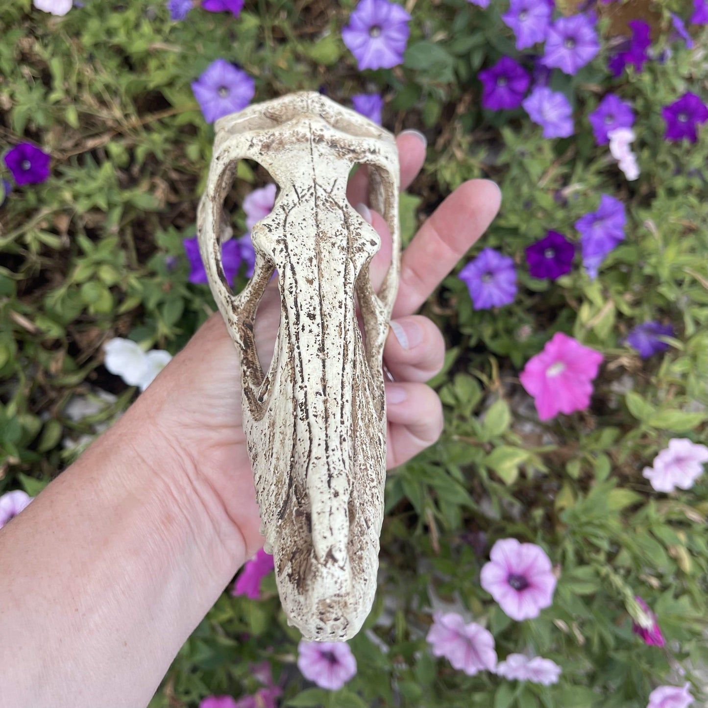 Komodo Resin Ornament Raptor Skull Resin Ornament - Small