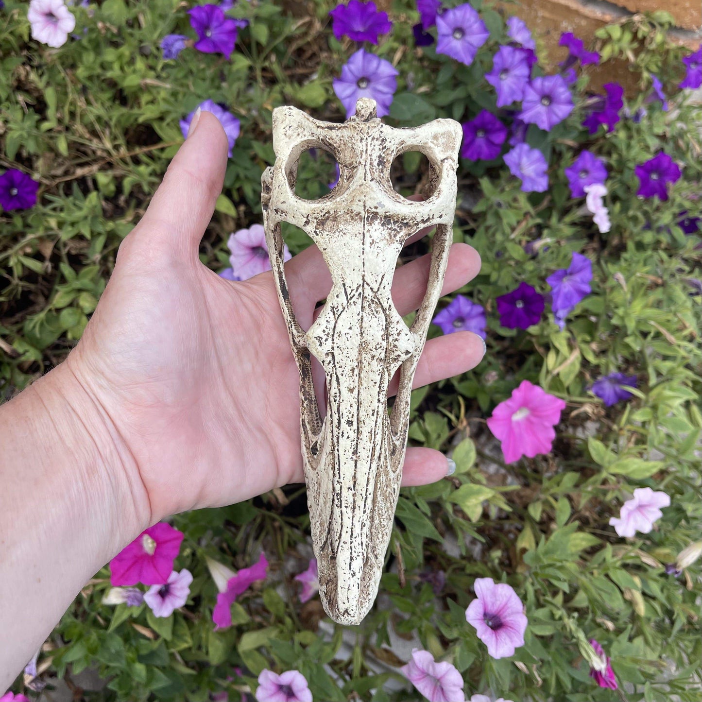 Komodo Resin Ornament Raptor Skull Resin Ornament - Small