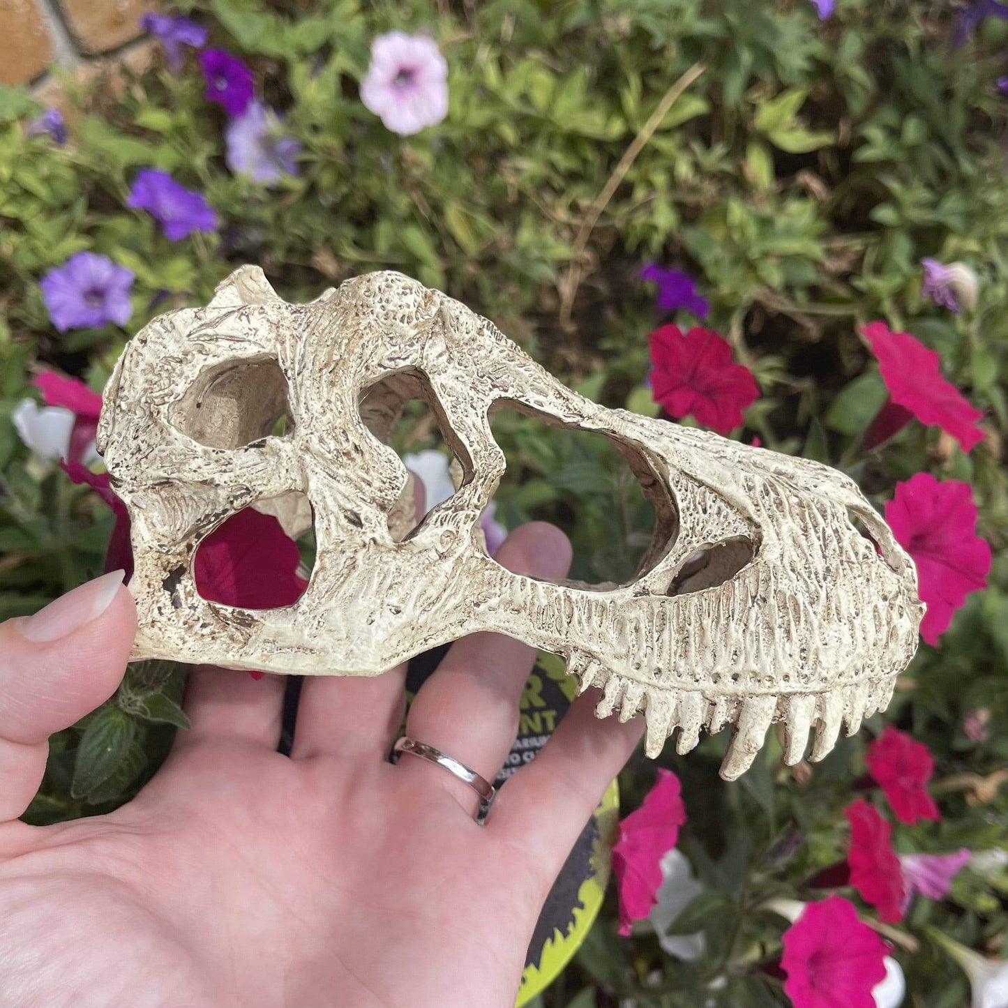 Komodo Resin Ornament T-Rex Skull Resin Ornament - Small