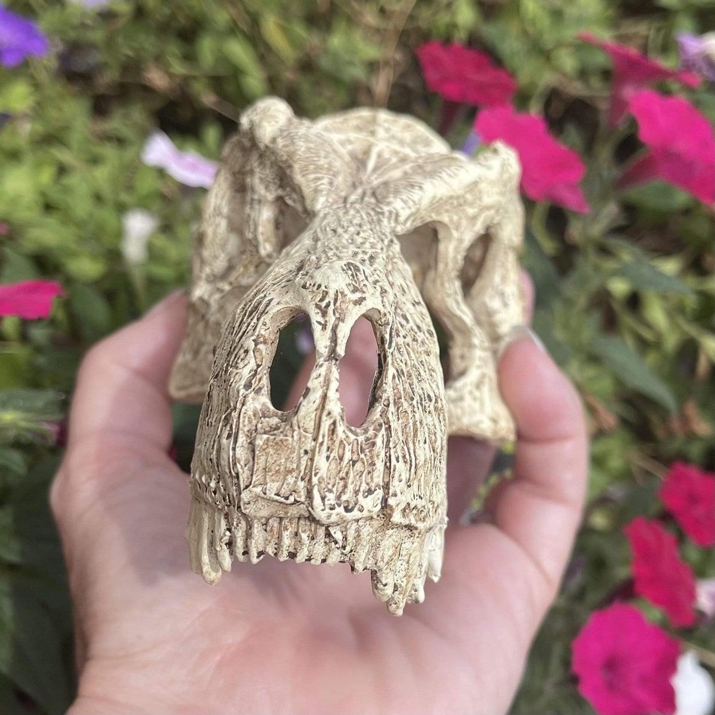 Komodo Resin Ornament T-Rex Skull Resin Ornament - Small