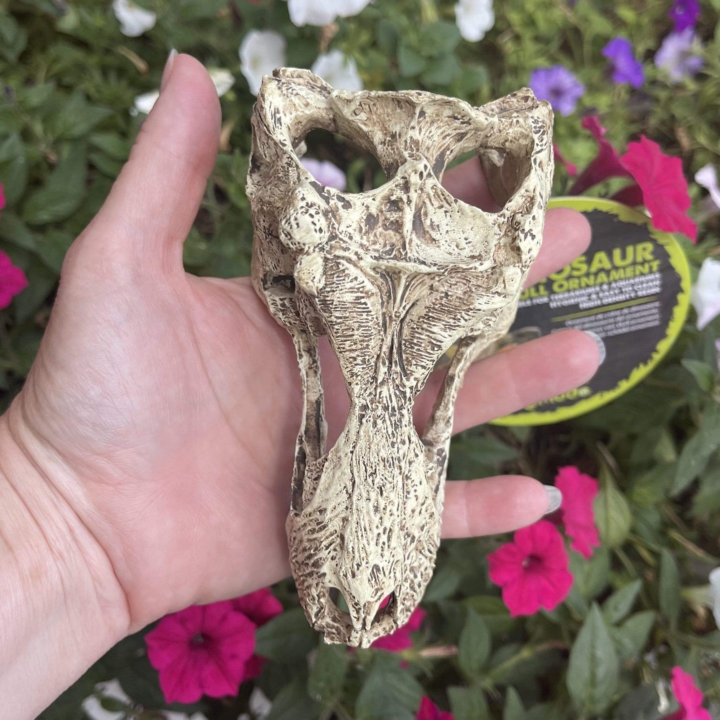 Komodo Resin Ornament T-Rex Skull Resin Ornament - Small