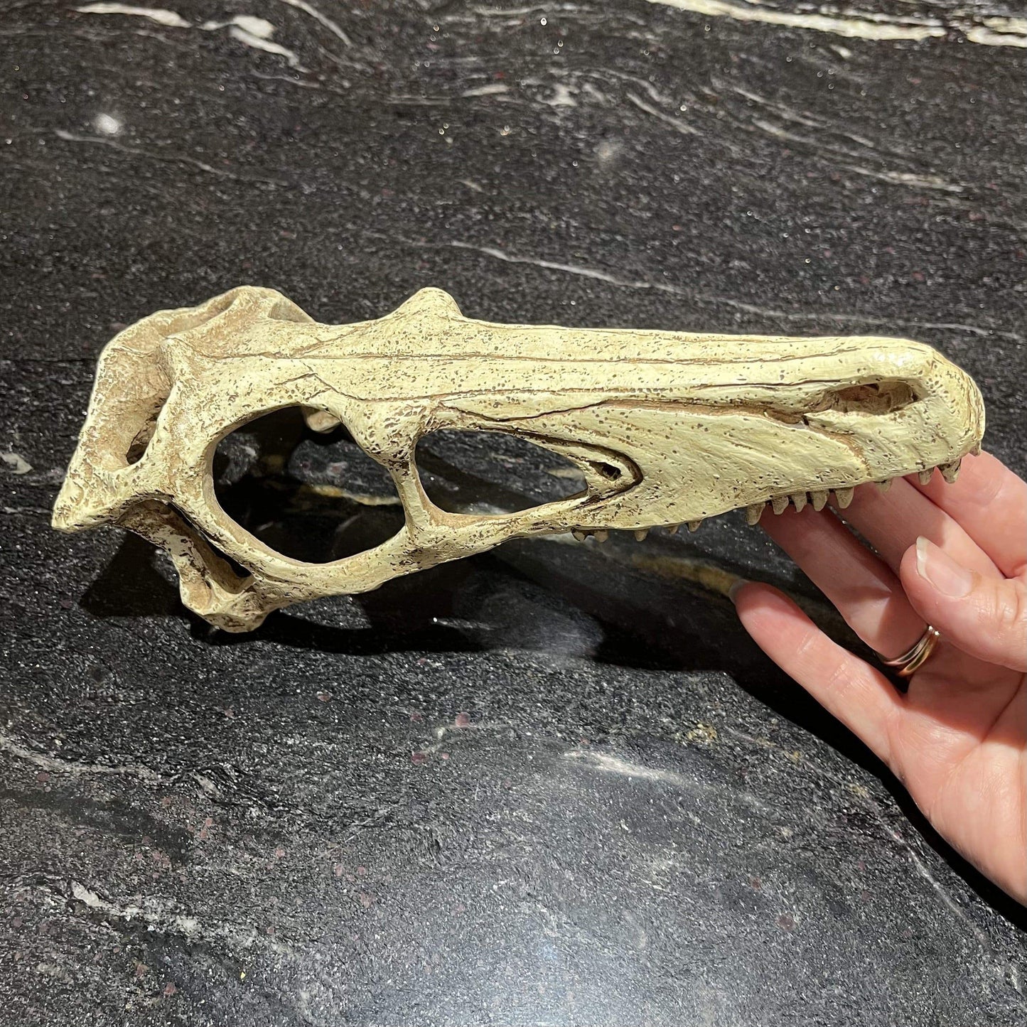Komodo Resin Ornaments Raptor Skull - Large