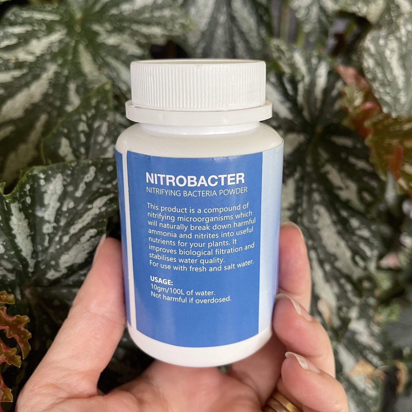 Pisces Aquatics Aquarium Water Treatment Nitrobacter ~ Nitrifying Bacteria Powder