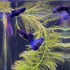 Pisces Aquatics Guppies Moscow Blue Guppy (3.5cm) Schools