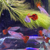 Pisces Aquatics Guppies Red Cobra Guppies (3.5cm) Schools