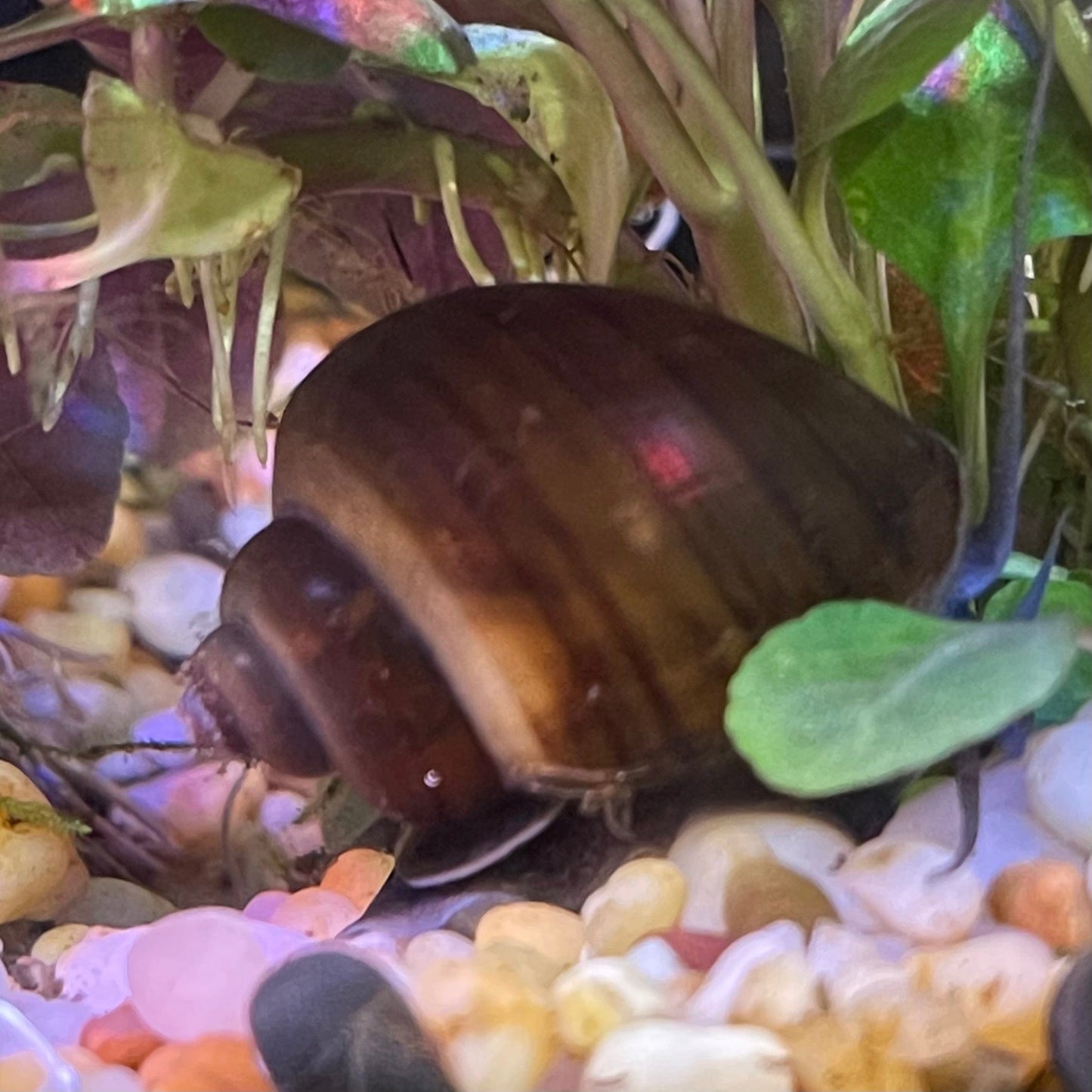 Pisces Aquatics Snails Black Mystery Snail