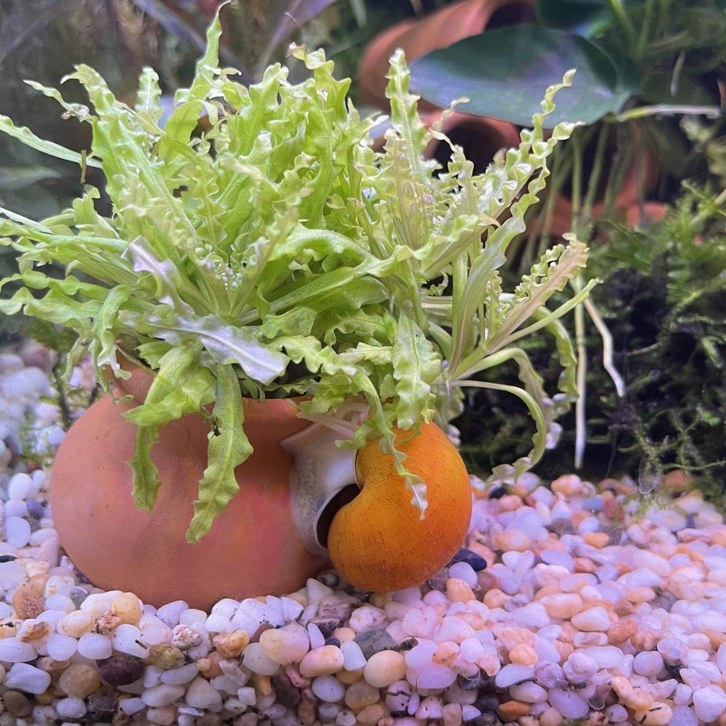 Pisces Aquatics Snails Gold Mystery Snail ~ Large