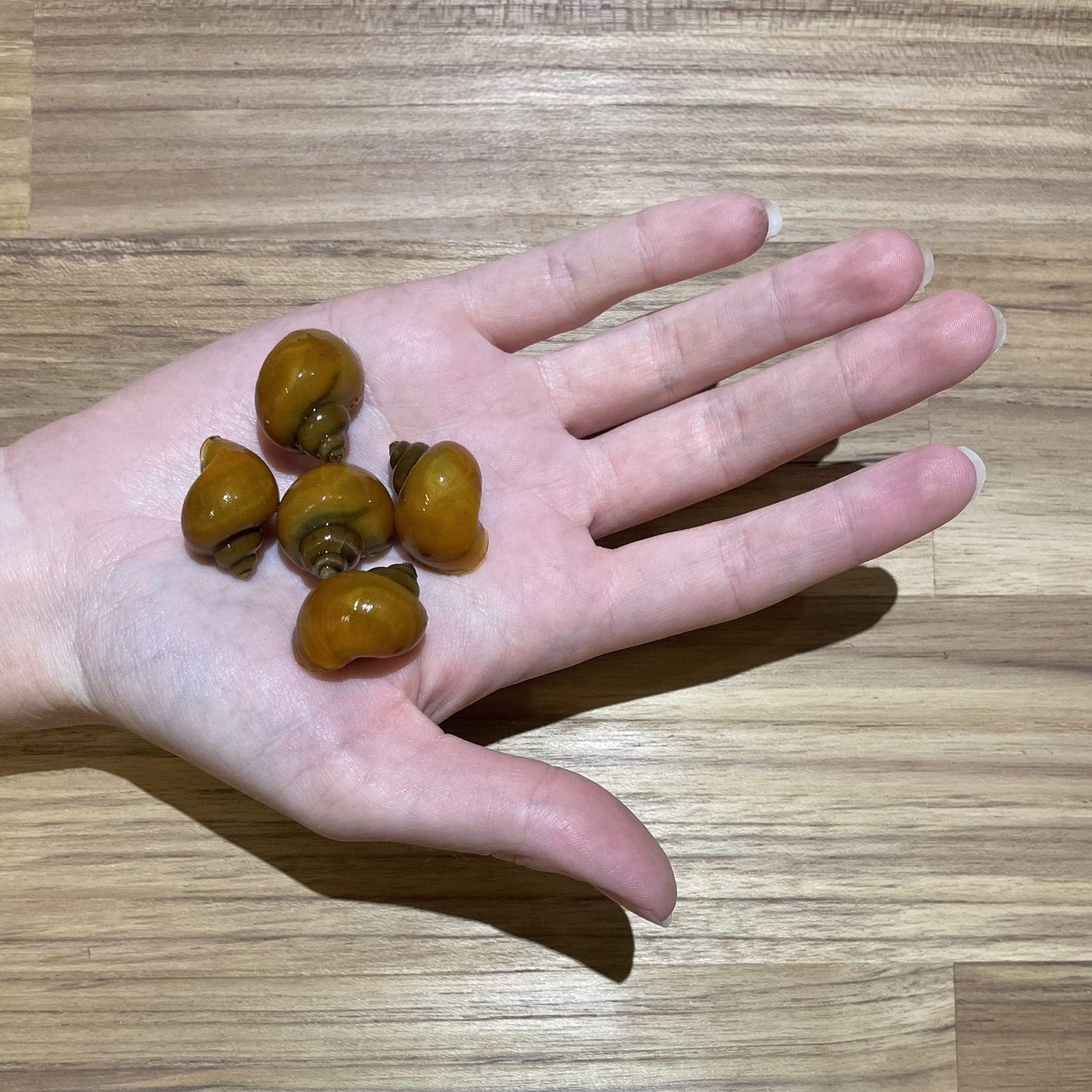 Pisces Aquatics Snails Gold Mystery Snail ~ Medium