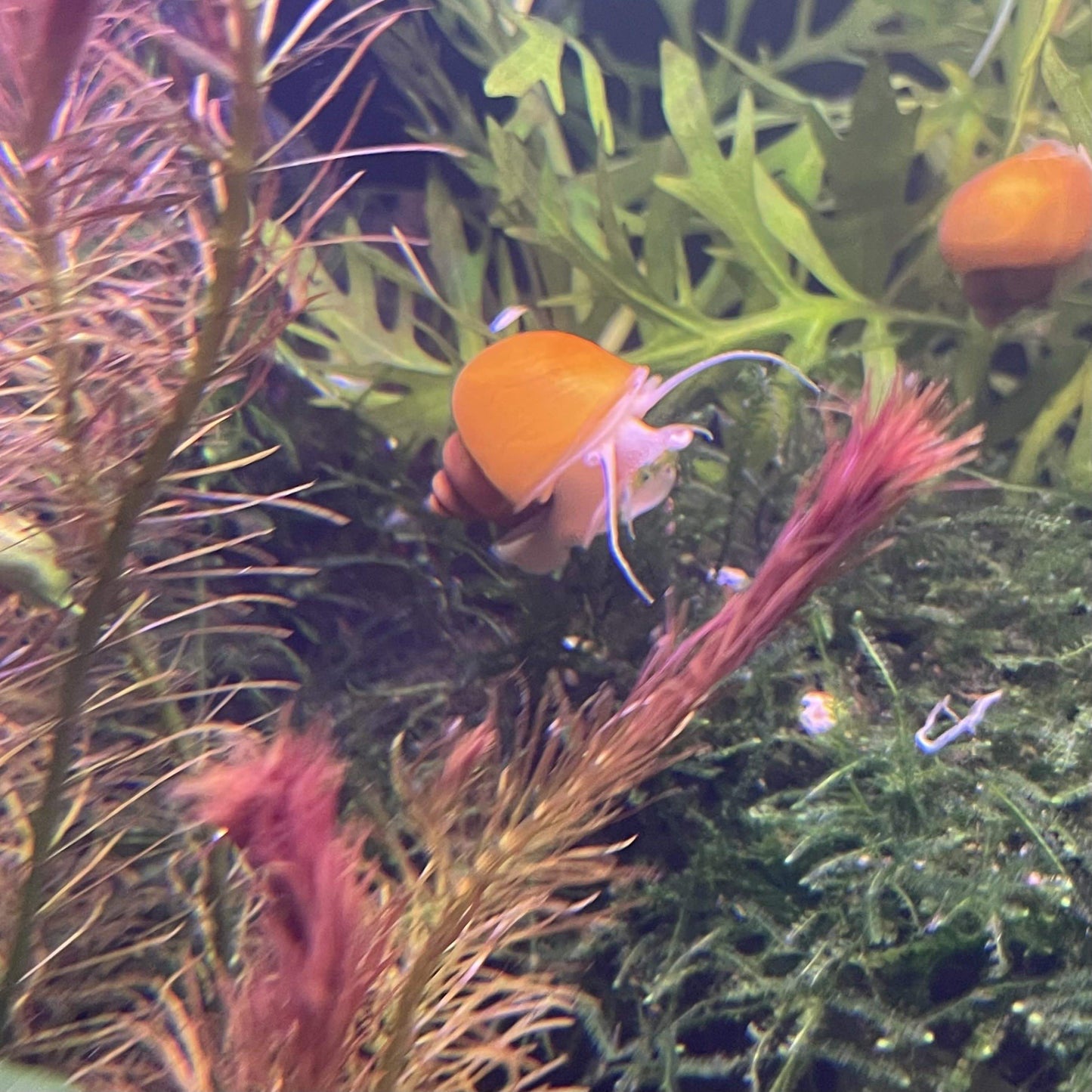 Pisces Aquatics Snails Gold Mystery Snail ~ Medium