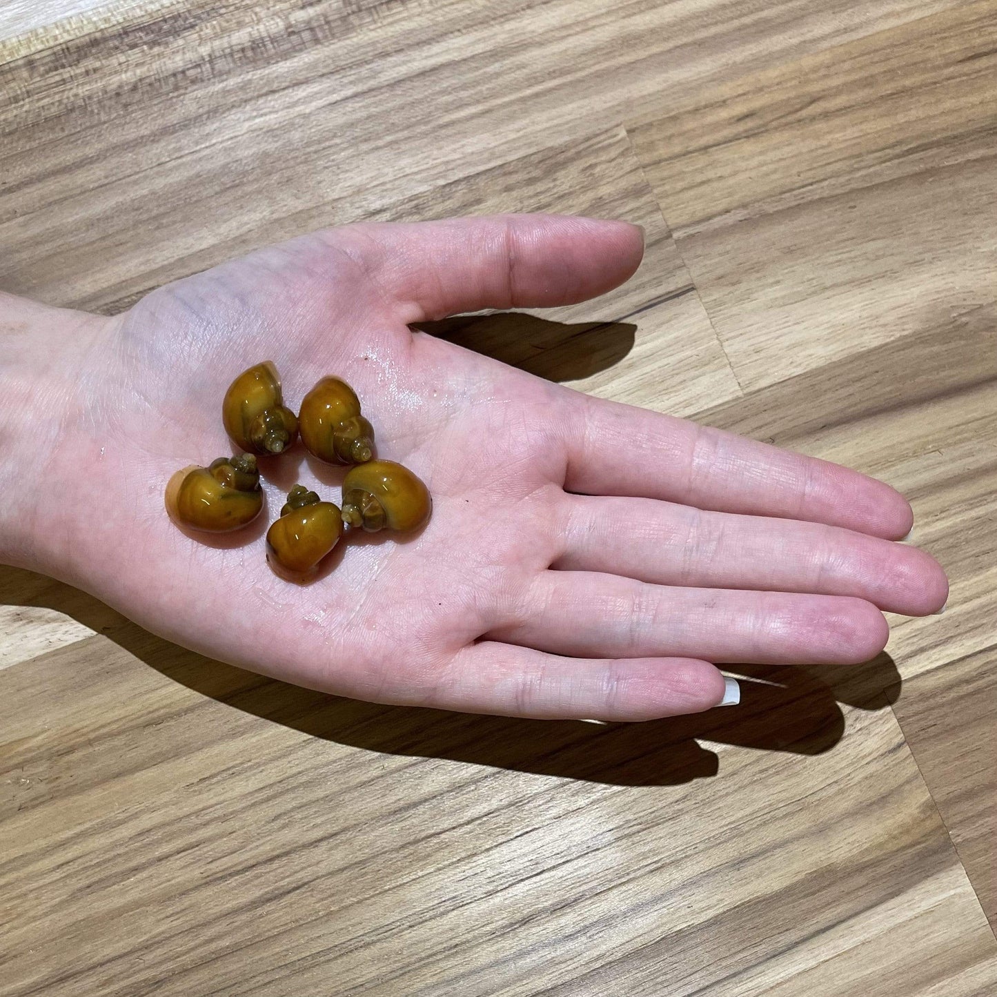 Pisces Aquatics Snails Gold Mystery Snail ~ Small