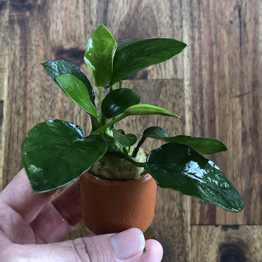 Pisces Enterprises 3cm Terracotta Pot Anubias Nana 3cm Terracotta Pot Anubias Nana 3cm Terracotta Pot - Aquarium Plants Australia