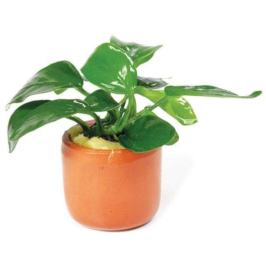 Pisces Enterprises 3cm Terracotta Pot Anubias Nana 3cm Terracotta Pot Anubias Nana 3cm Terracotta Pot - Aquarium Plants Australia