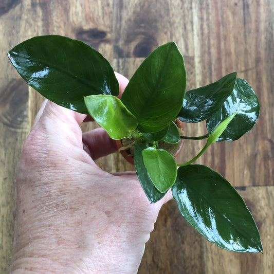 Pisces Enterprises 3cm Terracotta Pot Anubias Nana 3cm Terracotta Pot Anubias Nana 3cm Terracotta Pot - Aquarium Plants Australia