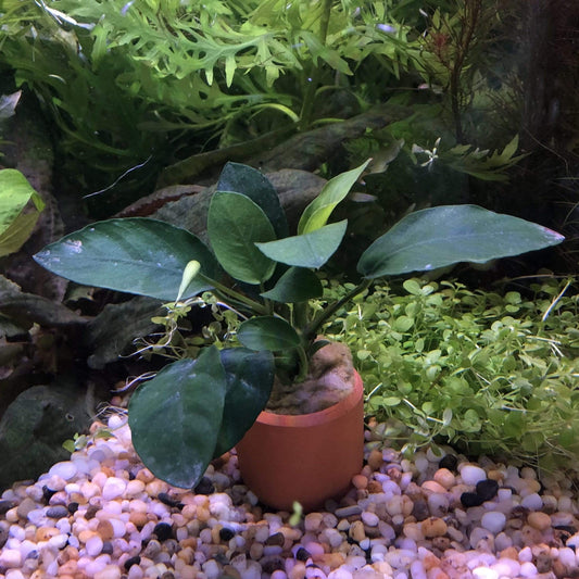 Pisces Enterprises 3cm Terracotta Pot Anubias Nana 3cm Terracotta Pot Anubias Nana 3cm Terracotta Pot - Aquarium Plants Australia