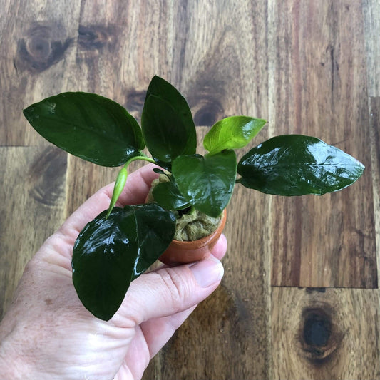 Pisces Enterprises 3cm Terracotta Pot Anubias Nana 3cm Terracotta Pot Anubias Nana 3cm Terracotta Pot - Aquarium Plants Australia