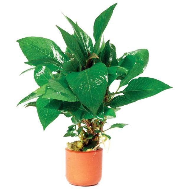 Pisces Enterprises 3cm Terracotta Pot Corymbosa 3cm Terracotta Pot