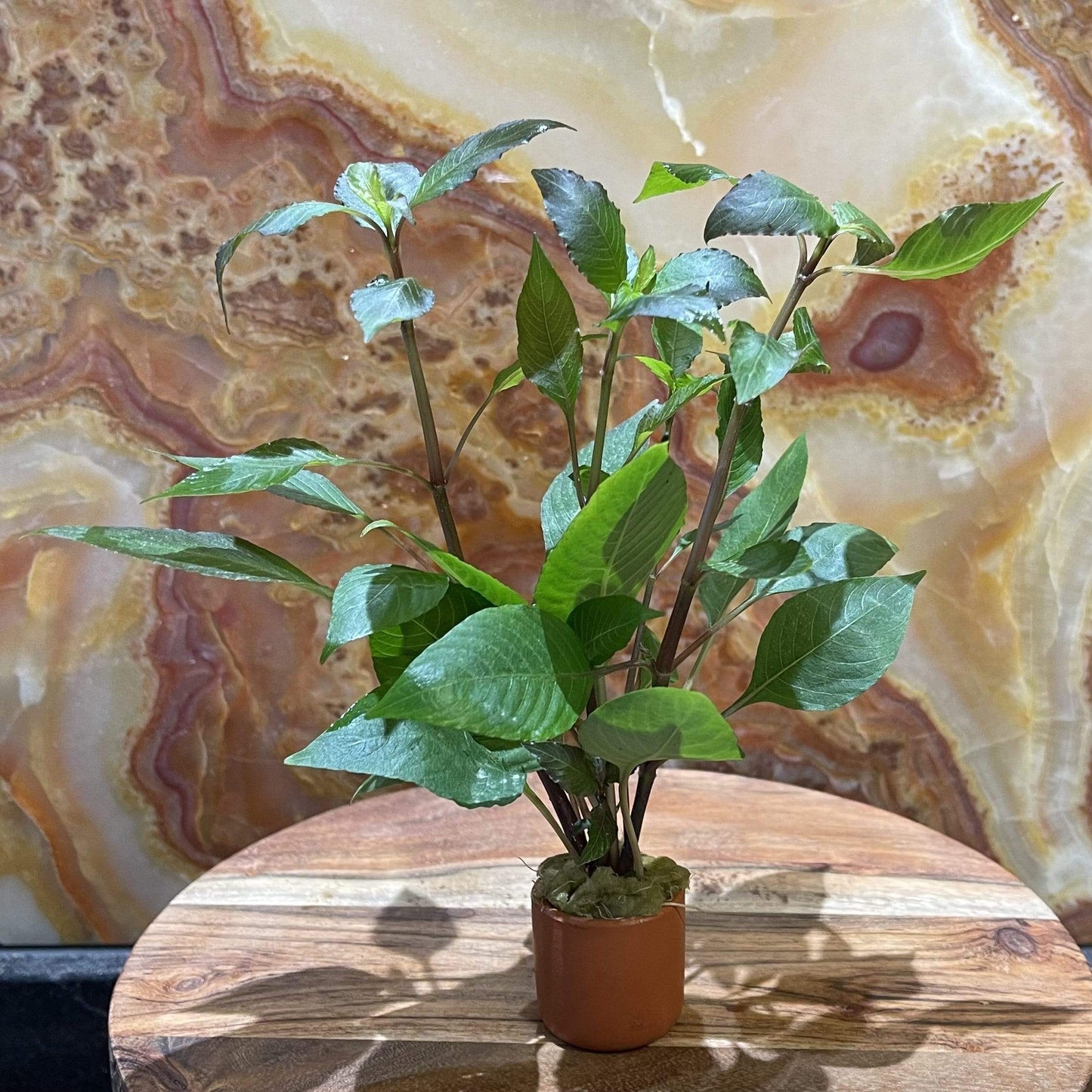 Pisces Enterprises 3cm Terracotta Pot Corymbosa 3cm Terracotta Pot