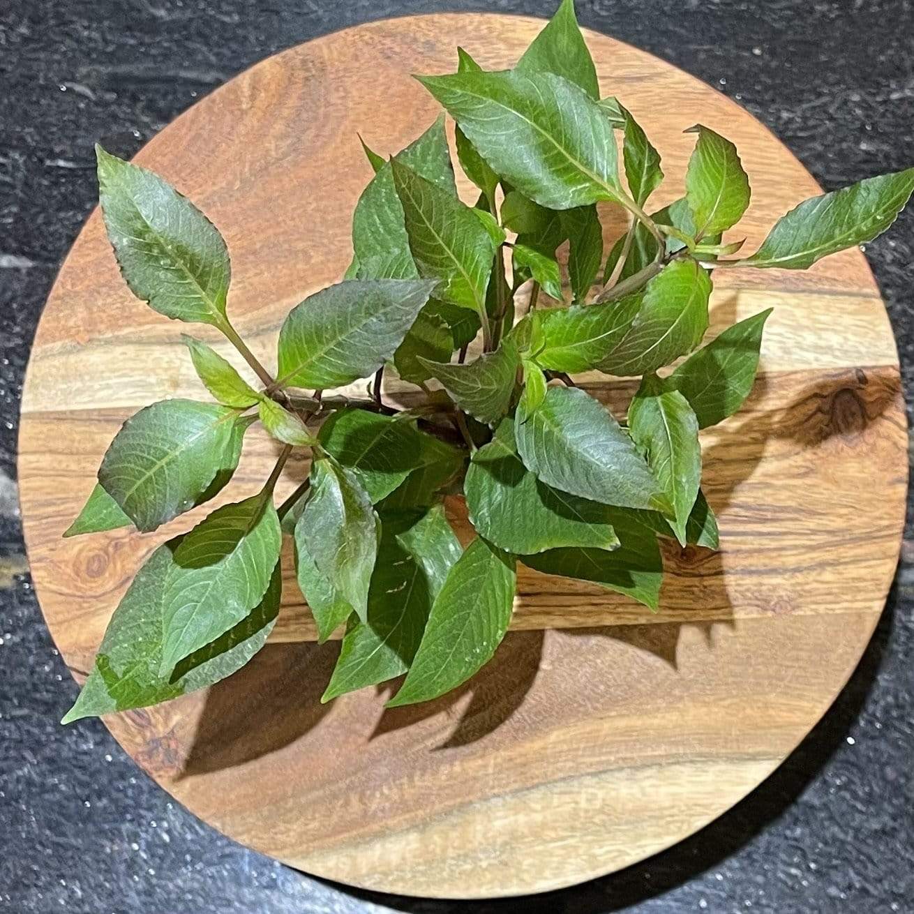 Pisces Enterprises 3cm Terracotta Pot Corymbosa 3cm Terracotta Pot