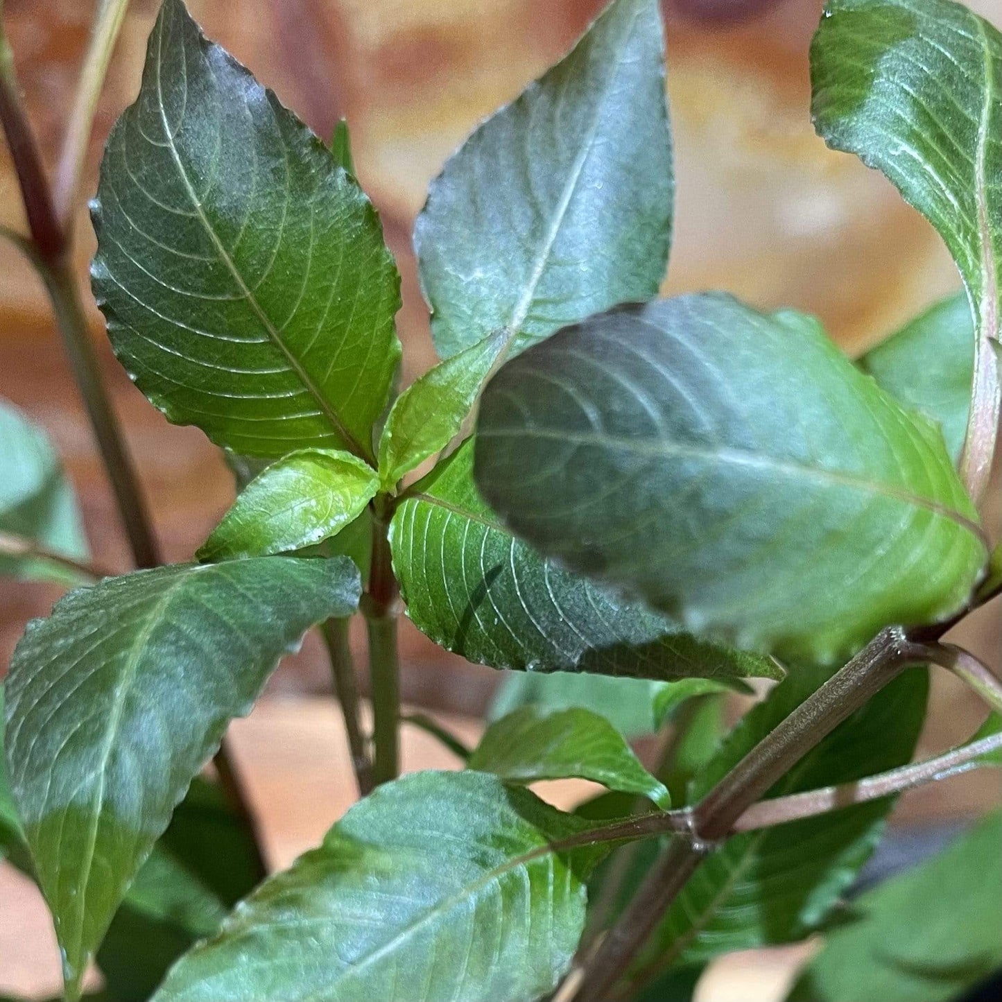 Pisces Enterprises 3cm Terracotta Pot Corymbosa 3cm Terracotta Pot