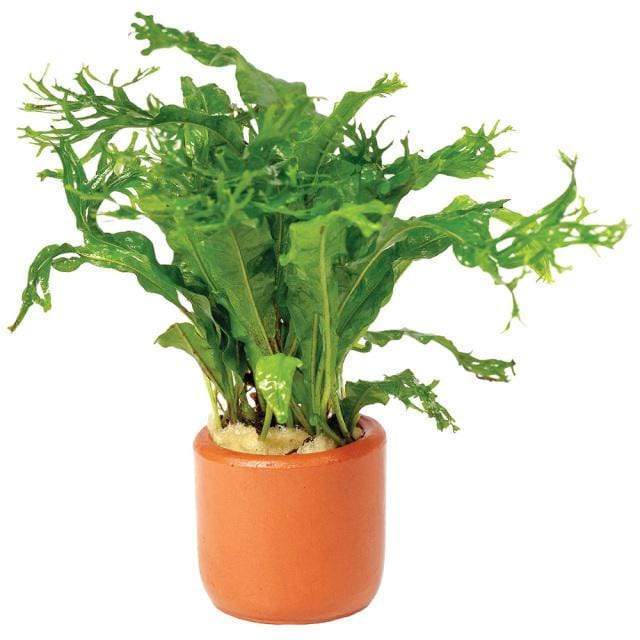 Pisces Enterprises 3cm Terracotta Pot Crested Microsorum (Windelov Java Fern) 3cm Terracotta Pot