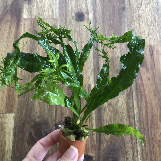 Pisces Enterprises 3cm Terracotta Pot Crested Microsorum (Windelov Java Fern) 3cm Terracotta Pot