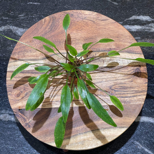 Pisces Enterprises 3cm Terracotta Pot Cryptocoryne Lutea 3cm Terracotta Pot