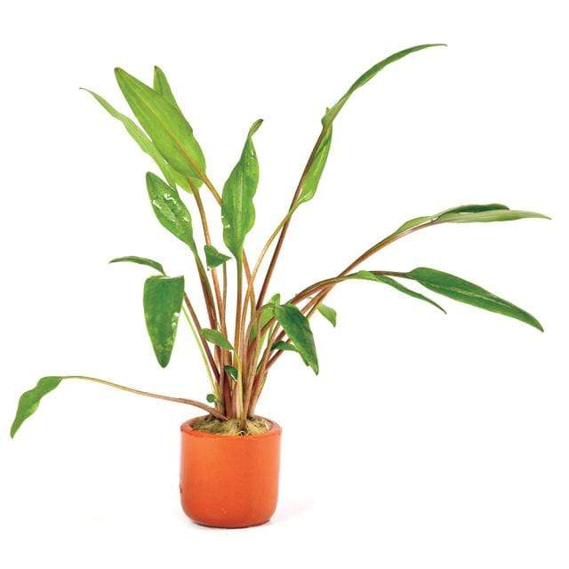 Pisces Enterprises 3cm Terracotta Pot Cryptocoryne Lutea 3cm Terracotta Pot