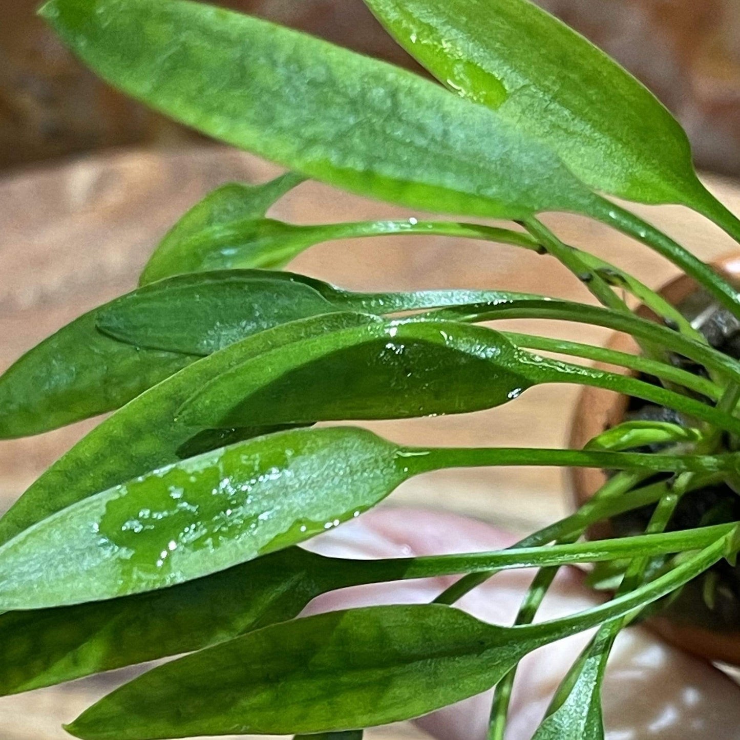 Pisces Enterprises 3cm Terracotta Pot Cryptocoryne Nevillii 3cm Terracotta Pot