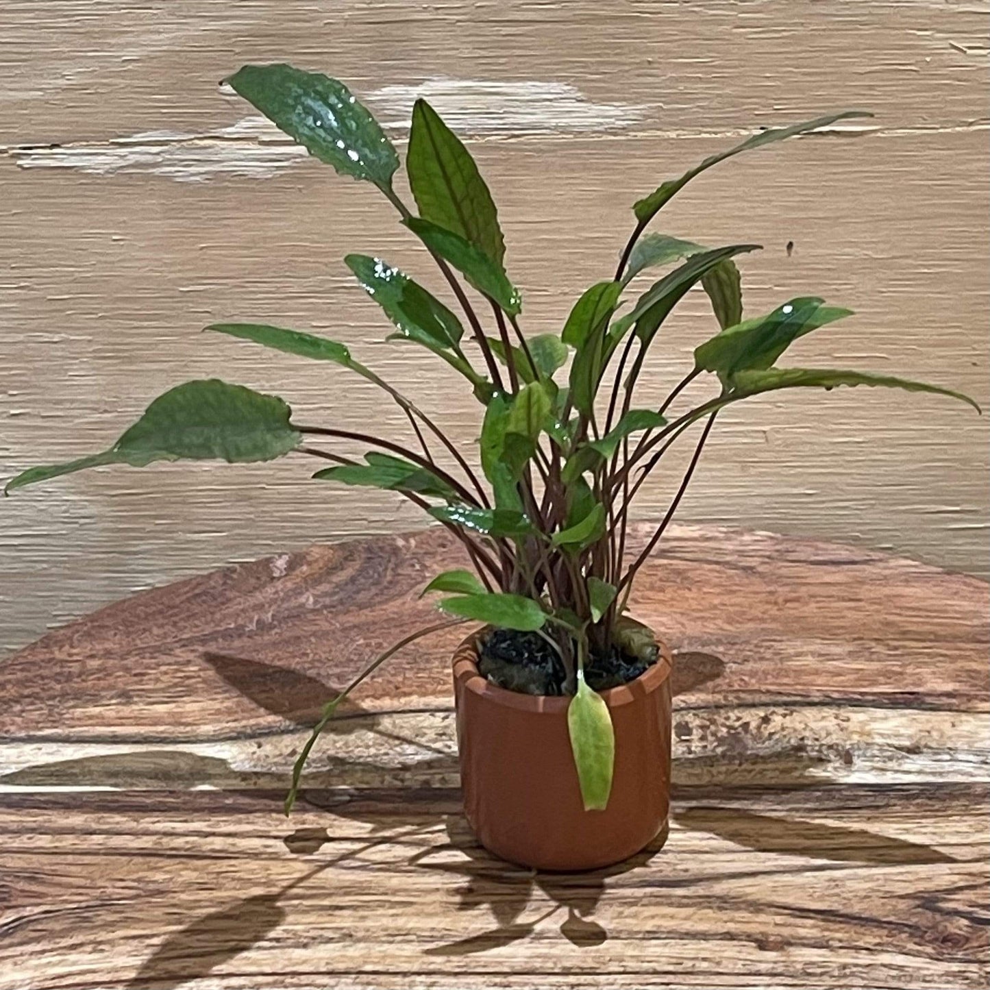 Pisces Enterprises 3cm Terracotta Pot Cryptocoryne Petchii 3cm Terracotta Pot