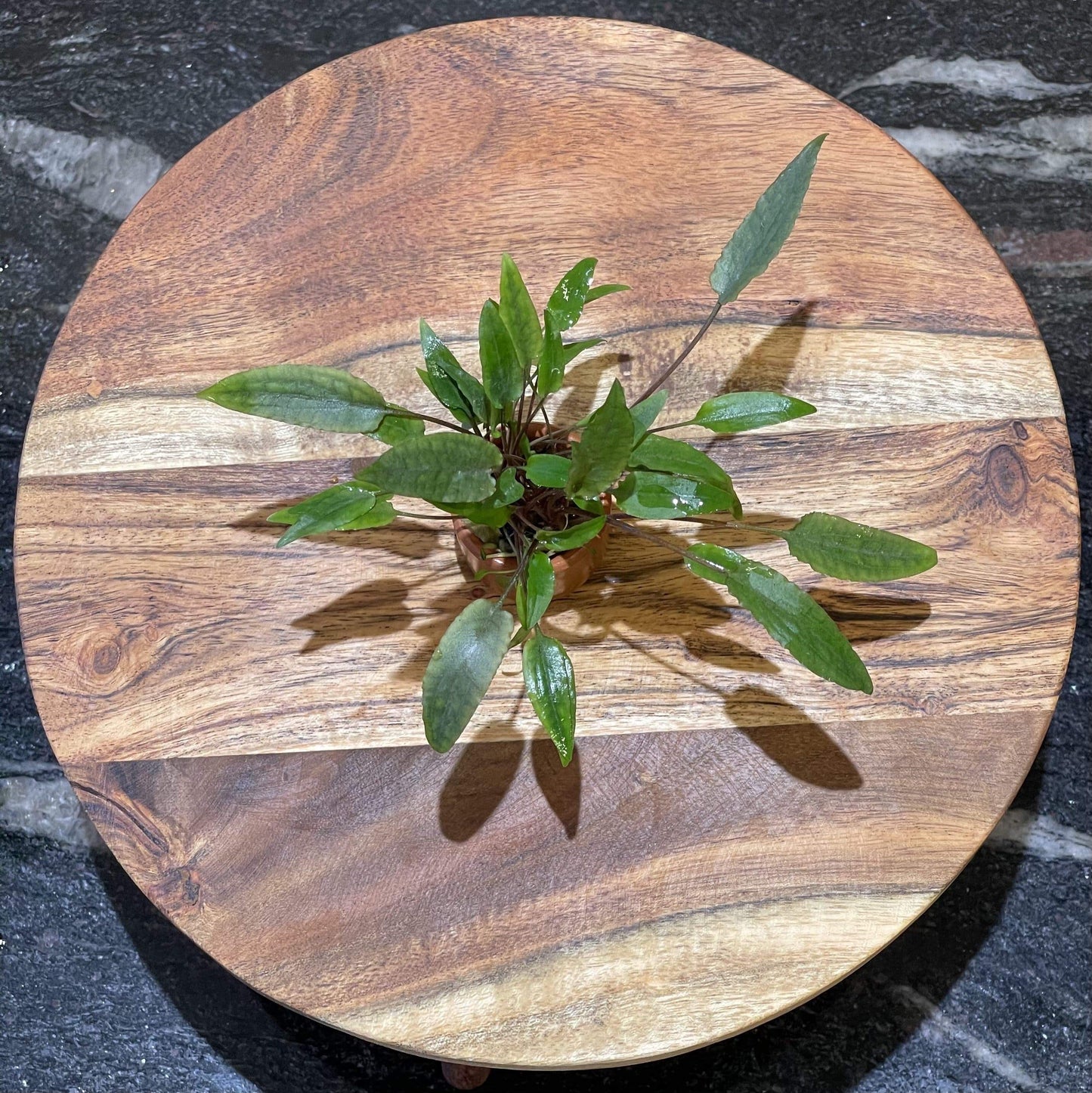 Pisces Enterprises 3cm Terracotta Pot Cryptocoryne Petchii 3cm Terracotta Pot