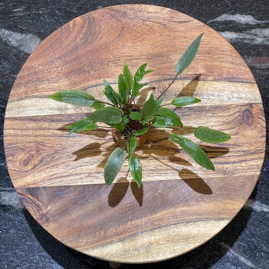 Pisces Enterprises 3cm Terracotta Pot Cryptocoryne Petchii 3cm Terracotta Pot