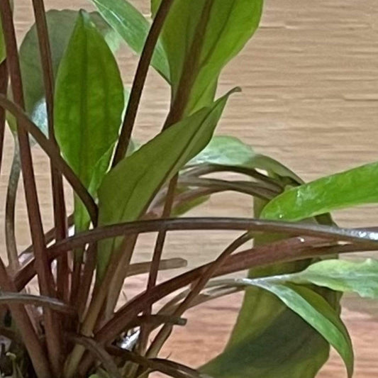 Pisces Enterprises 3cm Terracotta Pot Cryptocoryne Undulatus Red 3cm Terracotta Pot