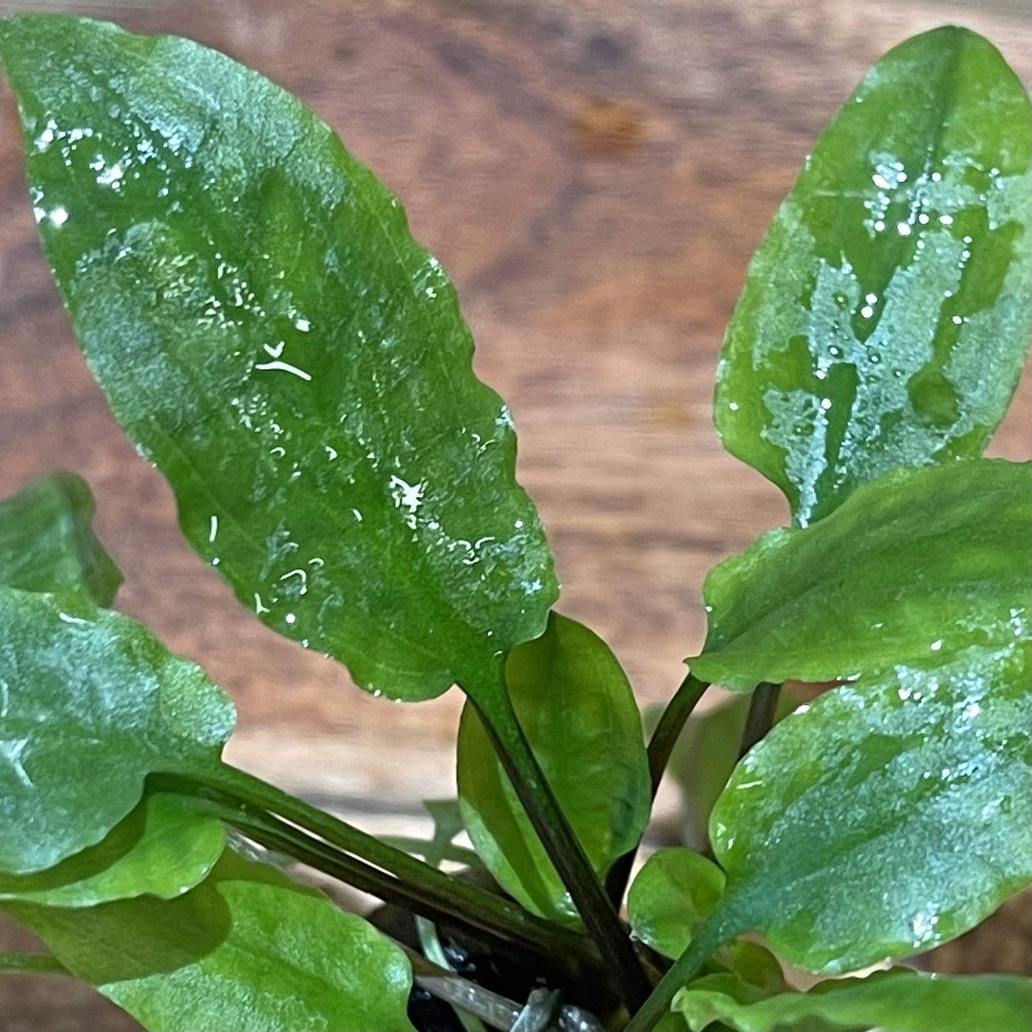 Pisces Enterprises 3cm Terracotta Pot Cryptocoryne Wendtii Broadleaf 3cm Terracotta Pot