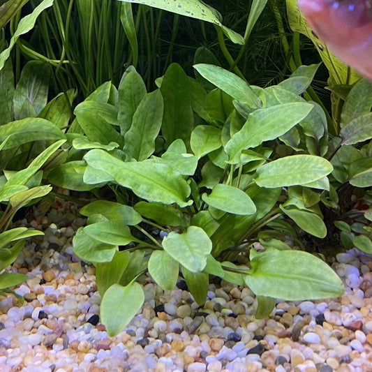 Pisces Enterprises 3cm Terracotta Pot Cryptocoryne Wendtii Broadleaf 3cm Terracotta Pot