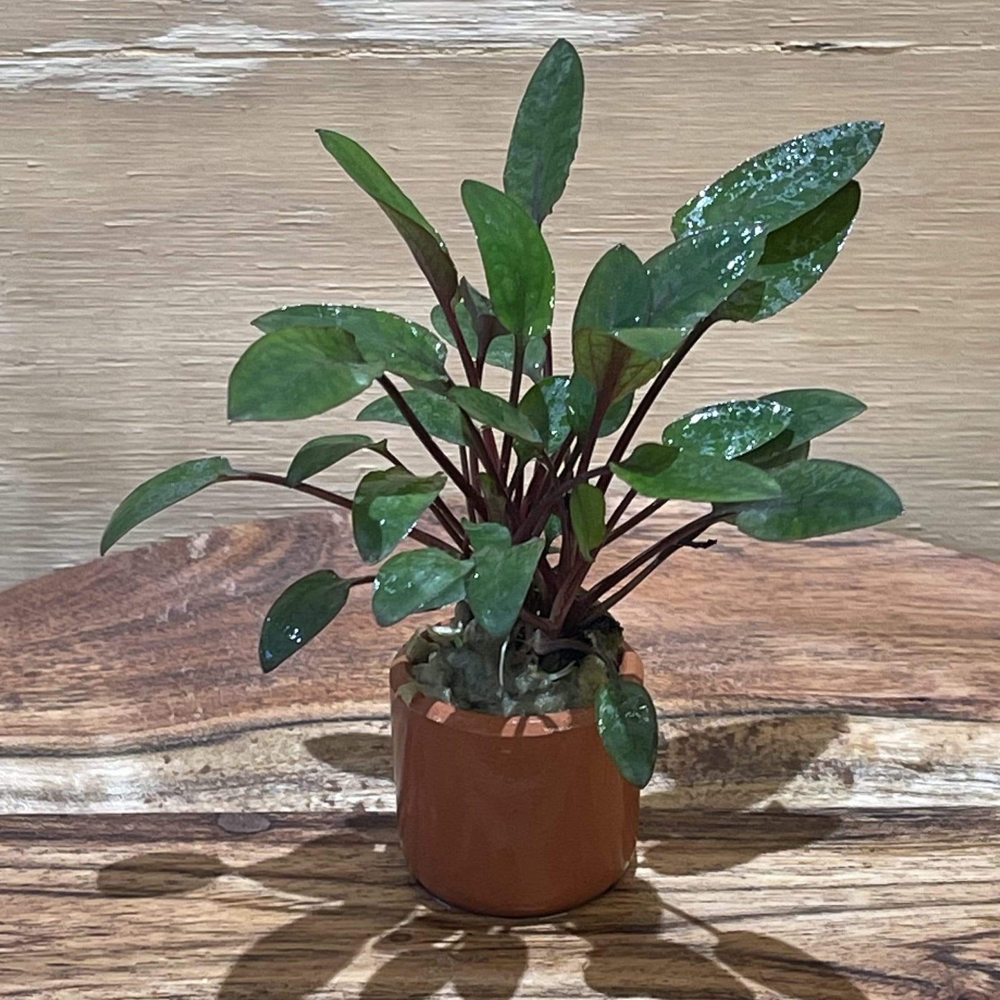 Pisces Enterprises 3cm Terracotta Pot Cryptocoryne Wendtii Brown 3cm Terracotta Pot