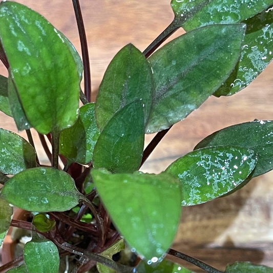 Pisces Enterprises 3cm Terracotta Pot Cryptocoryne Wendtii Brown 3cm Terracotta Pot