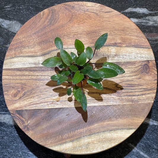 Pisces Enterprises 3cm Terracotta Pot Cryptocoryne Wendtii Brown 3cm Terracotta Pot