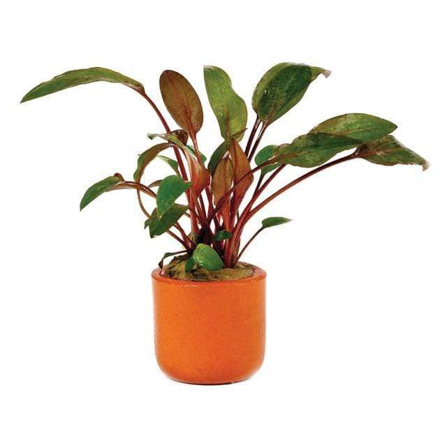 Pisces Enterprises 3cm Terracotta Pot Cryptocoryne Wendtii Brown 3cm Terracotta Pot