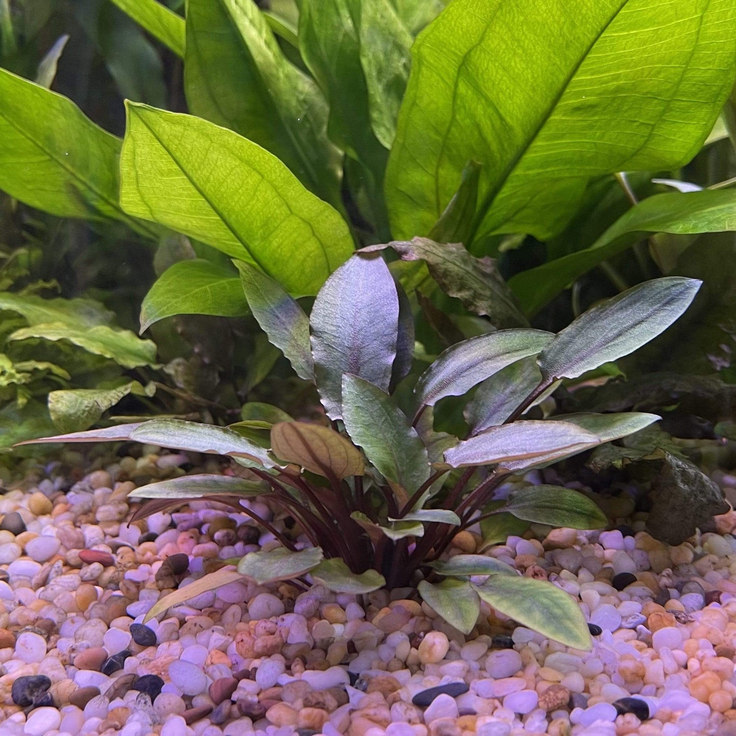 Pisces Enterprises 3cm Terracotta Pot Cryptocoryne Wendtii Brown 3cm Terracotta Pot