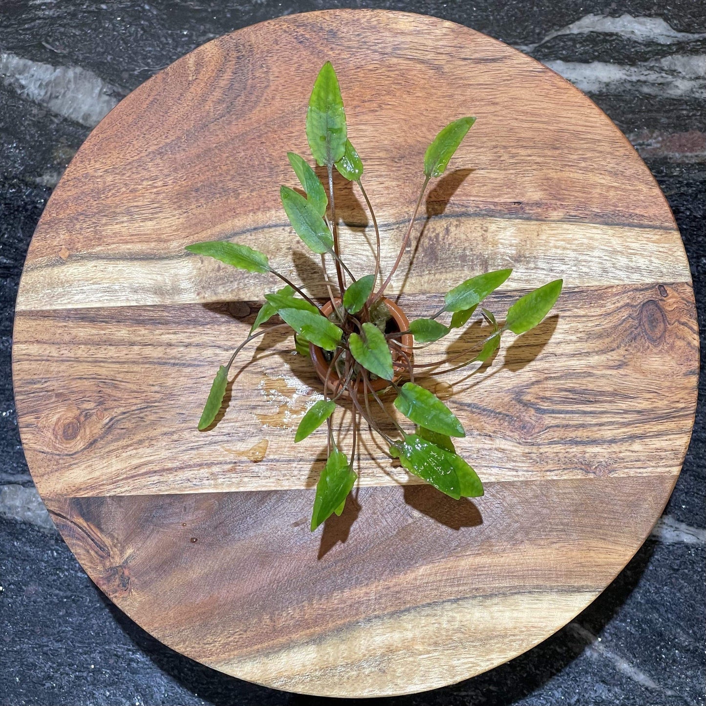 Pisces Enterprises 3cm Terracotta Pot Cryptocoryne Wendtii Tall 3cm Terracotta Pot
