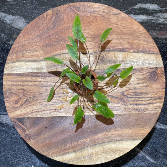 Pisces Enterprises 3cm Terracotta Pot Cryptocoryne Wendtii Tall 3cm Terracotta Pot