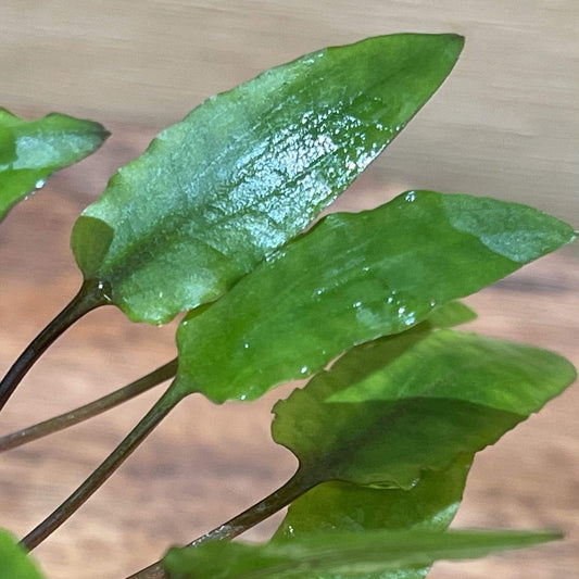 Pisces Enterprises 3cm Terracotta Pot Cryptocoryne Wendtii Tall 3cm Terracotta Pot