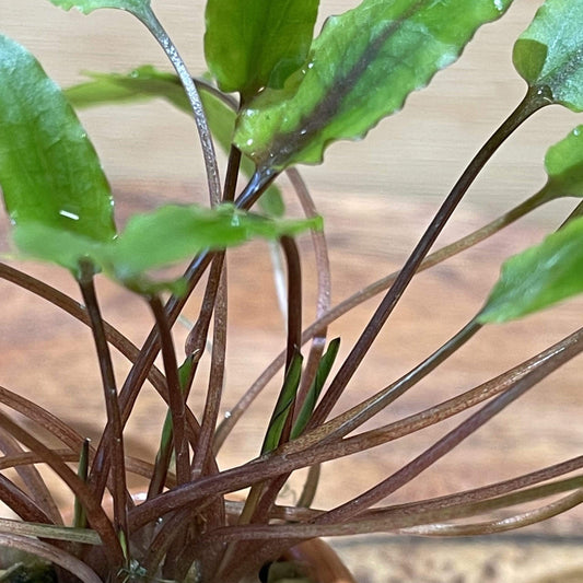 Pisces Enterprises 3cm Terracotta Pot Cryptocoryne Wendtii Tall 3cm Terracotta Pot