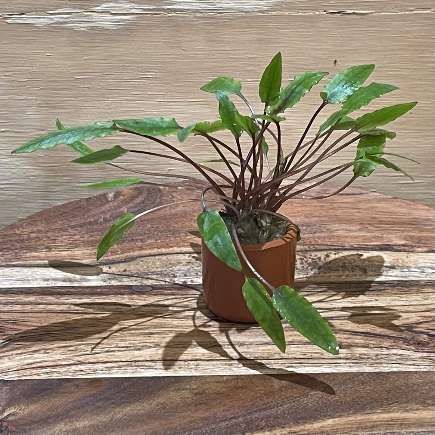 Pisces Enterprises 3cm Terracotta Pot Cryptocoryne Wendtii Tall 3cm Terracotta Pot