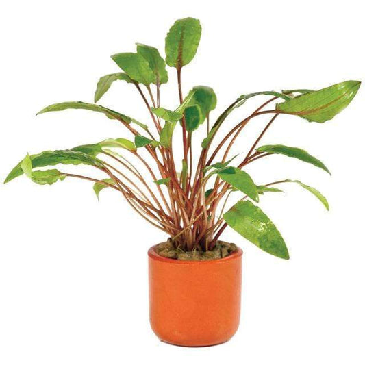 Pisces Enterprises 3cm Terracotta Pot Cryptocoryne Wendtii Tall 3cm Terracotta Pot