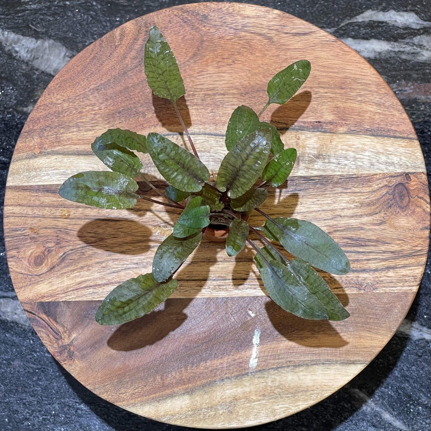 Pisces Enterprises 3cm Terracotta Pot Cryptocoryne Wendtii Tropica 3cm Terracotta Pot