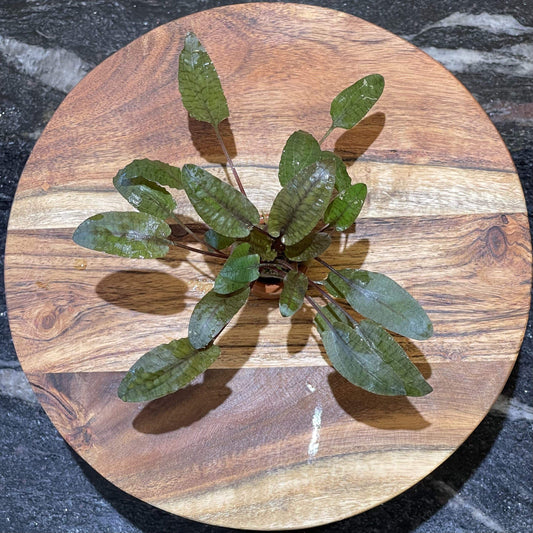 Pisces Enterprises 3cm Terracotta Pot Cryptocoryne Wendtii Tropica 3cm Terracotta Pot