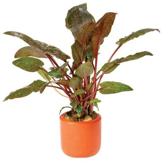 Pisces Enterprises 3cm Terracotta Pot Cryptocoryne Wendtii Tropica 3cm Terracotta Pot
